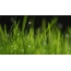 Photo of grass in spring