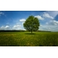Summer nature landscape: tree in the field