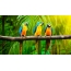 Photos of parrots