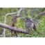 Cuckoo bird and foster parent