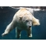 The inhabitant of the Moscow zoo is a bear named Milan