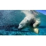 Polar bear under water in a zoo