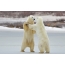 หมีขั้วโลกในอุทยานแห่งชาติเชอร์ชิลล์แมนิโทบาแคนาดา
