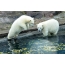 Polar bears in the Moscow zoo
