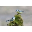 Blue tit on moss-covered bark