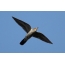 Flying cuckoo