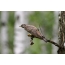 Cuckoo with prey