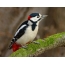 Great Spotted Woodpecker í uppsetningu