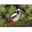 Ang Great Spotted Woodpecker sa profile