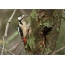 Weyn Looga Dhigay Woodpecker