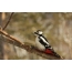 I-Woodpecker