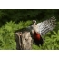 Woodpecker hauv davhlau