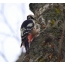 Woodpecker nrog prey