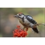 Young woodpecker eating elderberry