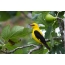 Oriole on a branch (male)