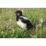Magpie chick