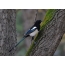 In the fall, magpies like to climb the tree trunk in search of insects hiding in the cracks of the bark.