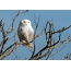 Polar owl on a branch