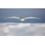 นกฮูกขั้วโลกในเที่ยวบินต่ำ