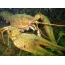 Narrow crayfish