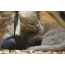 Jaguarundi with a baby in Prague Zoo