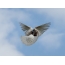 Dove: photo in flight