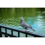 นกพิราบ: รูปถ่ายในสวนสาธารณะ