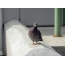 Pigeon photo