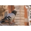 Photo of a pigeon in Rome