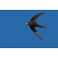 Swifts with each midge caught to the nest do not fly, but collect a full beak