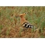 Hoopoe with a large tracked caterpillar