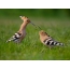 Hoopoe feeds the chick