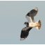 Lapwing flies high in the sky