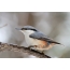Nuthatch on a branch