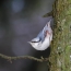 Nuthatch upside down on a tree trunk