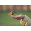 Rocky nuthatch eats into the arms