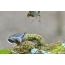 Nuthatch is protected from the heater