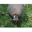 ภาพถ่ายของกินี fowl: มุมมองของหัวอย่างใกล้ชิด