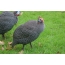 Guinea fowl in search of insects