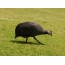กินี fowl บนสนามหญ้ากำลังมองหาอาหาร