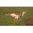 A bustard looking for food