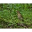 A thrush is much easier to hear by its characteristic voice than to see