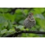 A song thrush sings on a tree branch