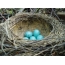Nest of thrush eggs
