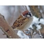 Field sparrow in winter