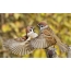 Field sparrows