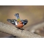 Chaffinch in all its glory