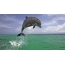 Dolphin photo