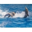 Photo of dolphins