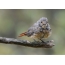 Young Redstart after swimming